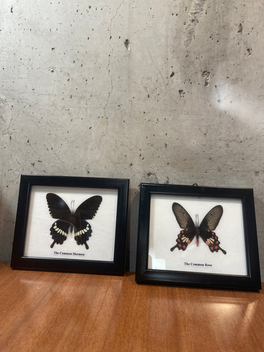 Mounted Butterfly Pair