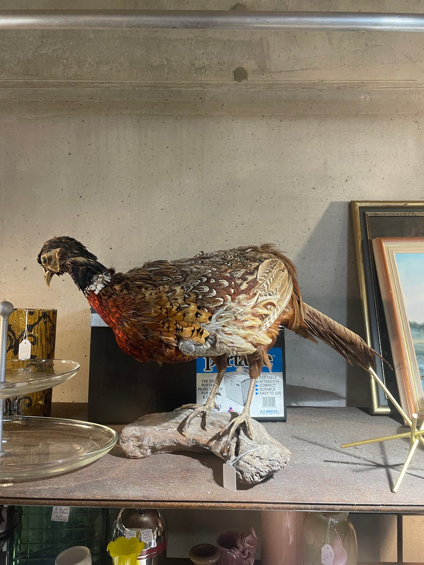 Vintage Taxidermy Pheasant