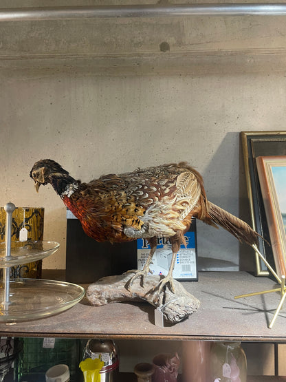 Vintage Taxidermy Pheasant