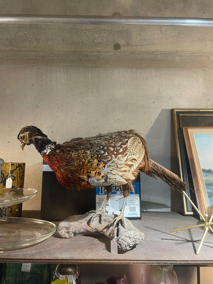 Vintage Taxidermy Pheasant