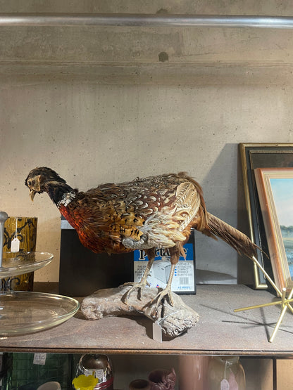 Vintage Taxidermy Pheasant